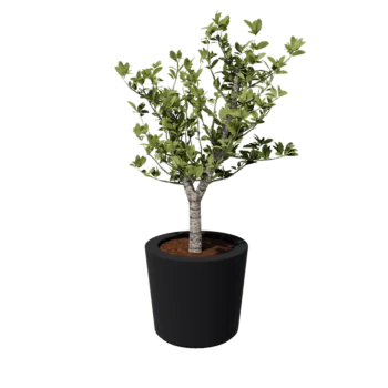 Jardinieră din fibră de sticlă - Conic - Ø 63 x 52 cm - RAL7021 mat (gri negru) - Cu fund