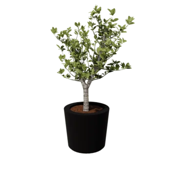 Jardinieră din fibră de sticlă - Conic - Ø 63 x 52 cm - RAL9005 mat (negru) - Cu fund