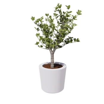 Jardinieră din fibră de sticlă - Conic - Ø 63 x 52 cm - RAL9010 mat (alb) - Cu fund