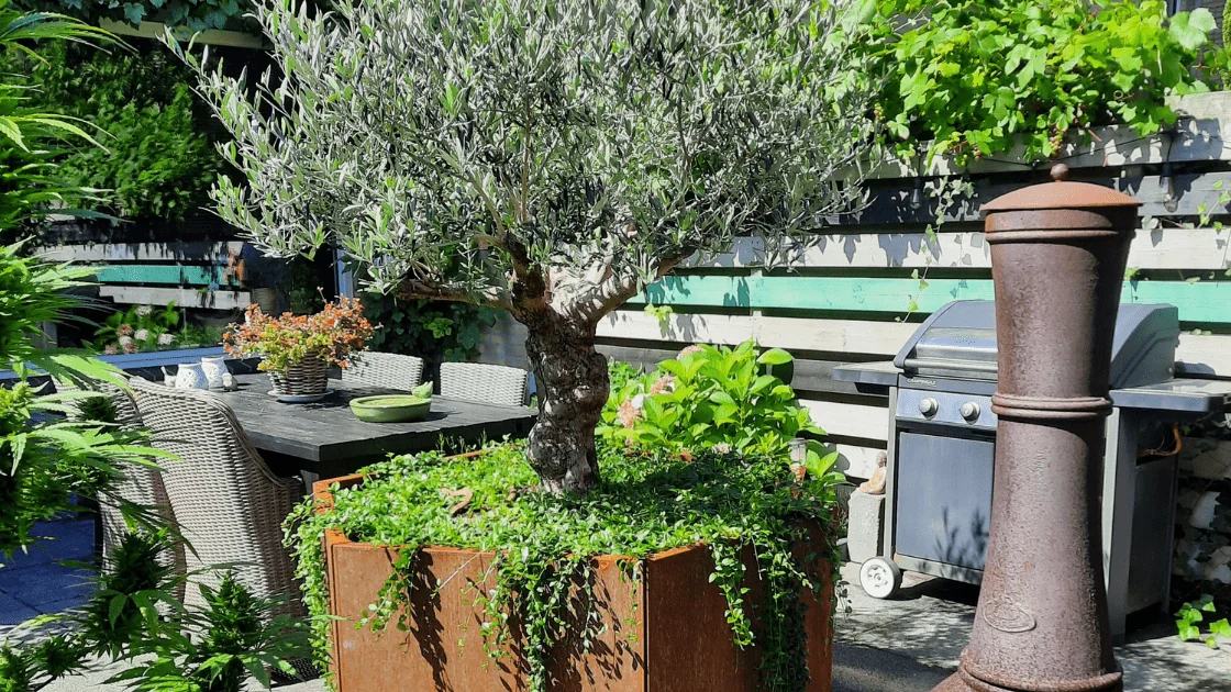 Mărul de măsline într-un ghiveci mare: alegerea ghiveciului potrivit și sfaturi de îngrijire